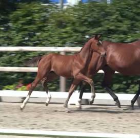 Lieve  knappe hengstveulen , 9591AS 