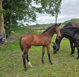 Very good moving chique dressage colt for sale