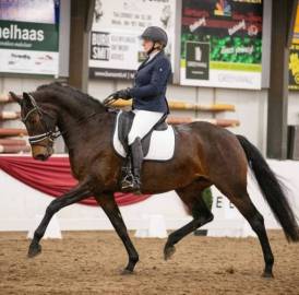 Very good moving chique dressage colt for sale