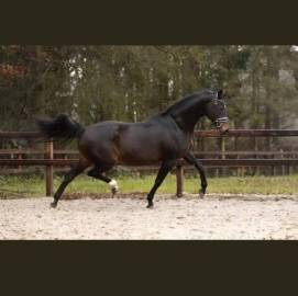 Very good moving chique dressage colt for sale