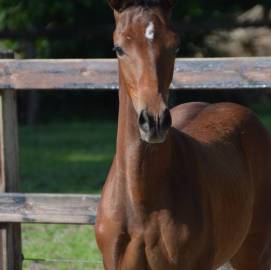 Very good moving chique dressage colt for sale