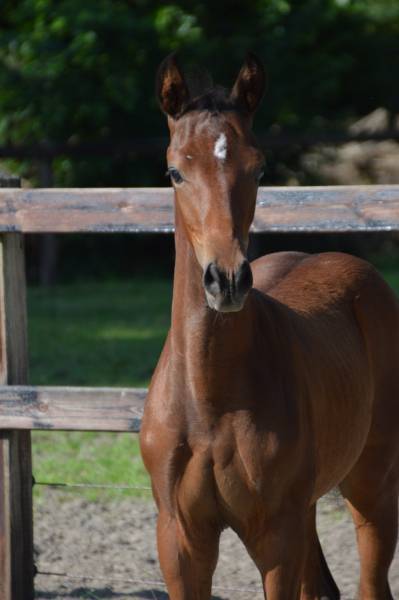 Very good moving chique dressage colt for sale