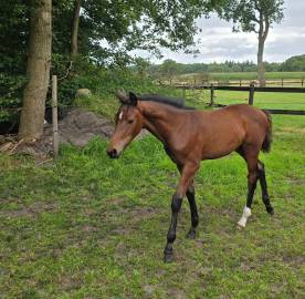Very good moving chique dressage colt for sale