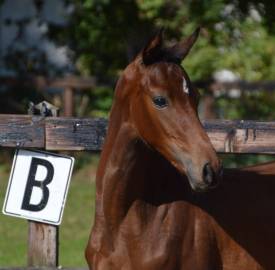 Very good moving chique dressage colt for sale