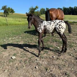 Dressurofferte in Sonderfarbe, 88276