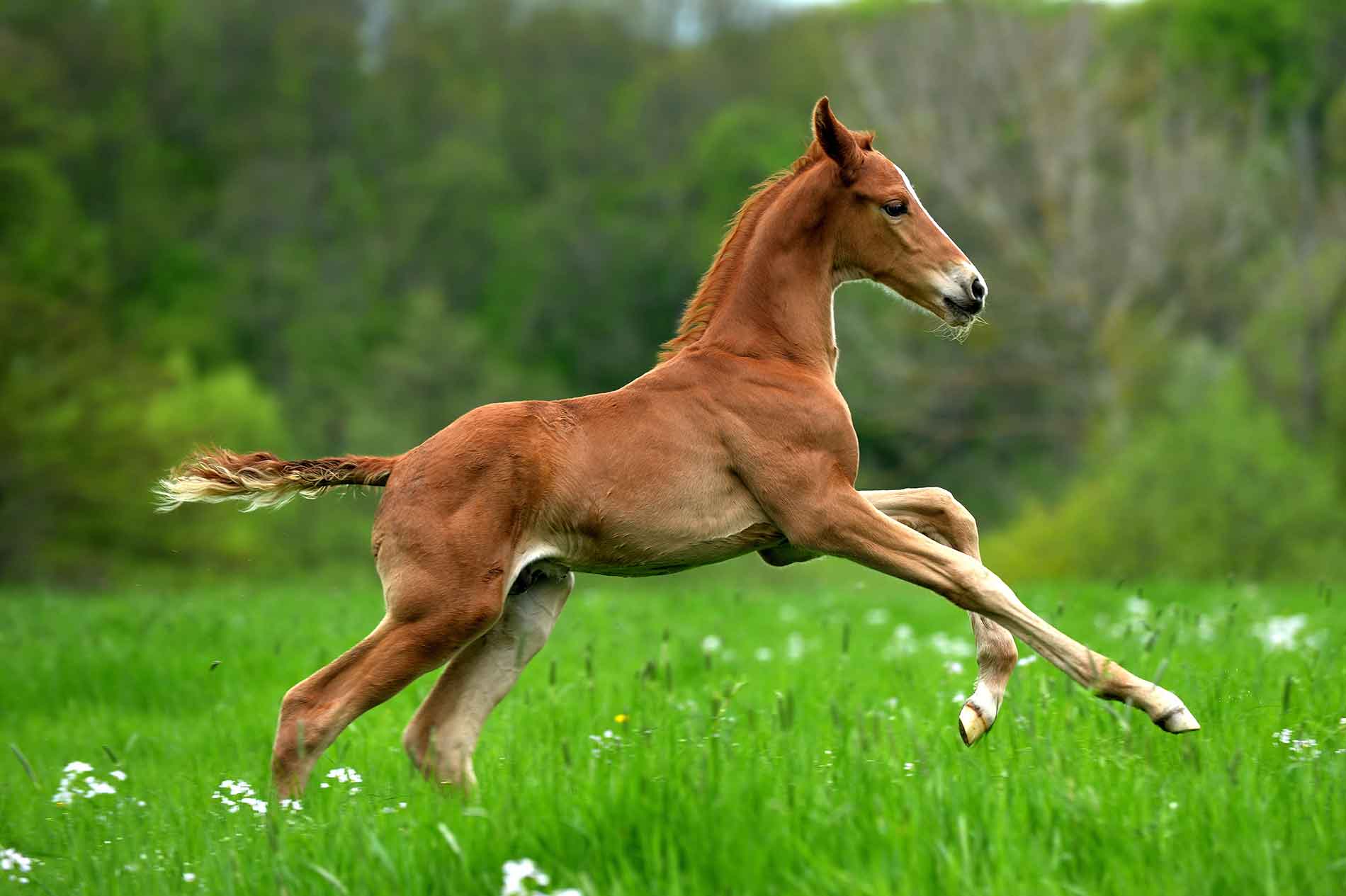 Your foal, your fortune